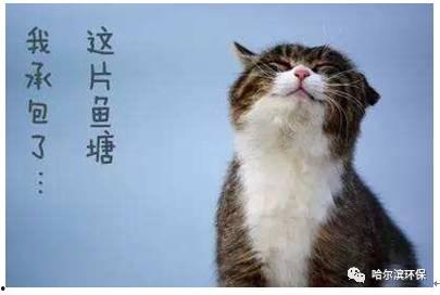 娱乐吃瓜君猫咪瘫痪,娱乐吃瓜君带你揭秘背后的故事